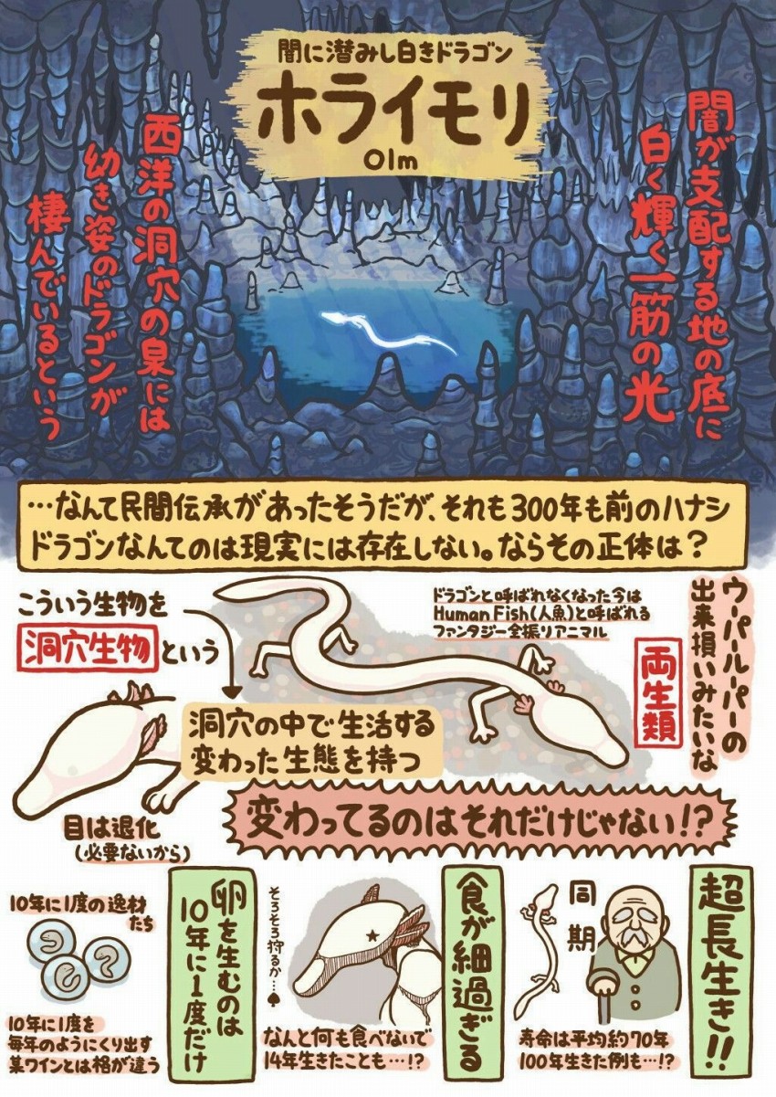 ホライモリ