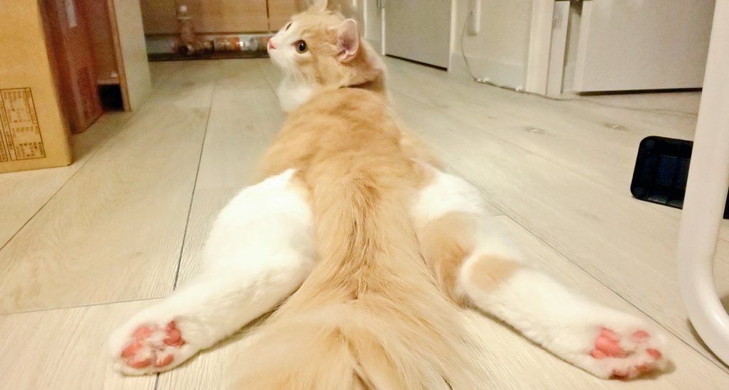 sexy cat