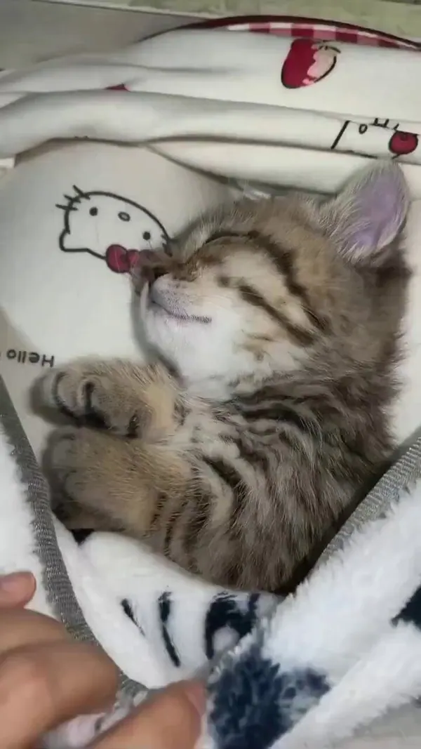 The Pets 𝕏@ThePetsXのXエロ動画 00:17