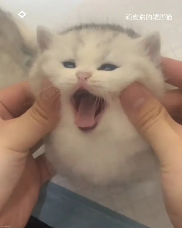 Meowed@MeowedのXエロ動画 00:06